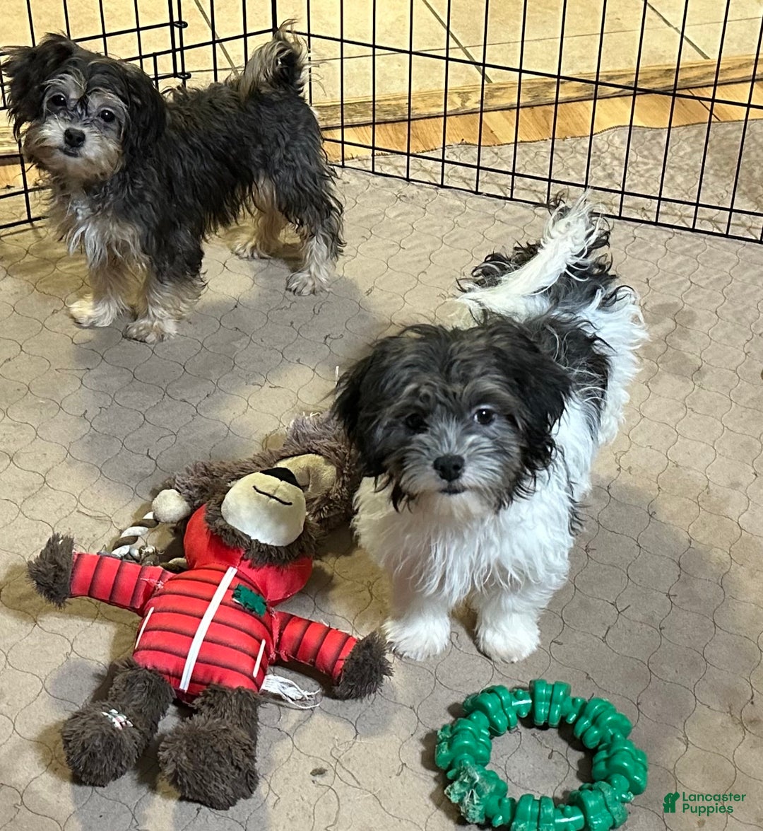 Shihpoo dogs for sale: Shihpoo Puppy 3 - Ad 7