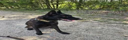 Dutch Shepherd dogs for sale: Mia - Ad 6