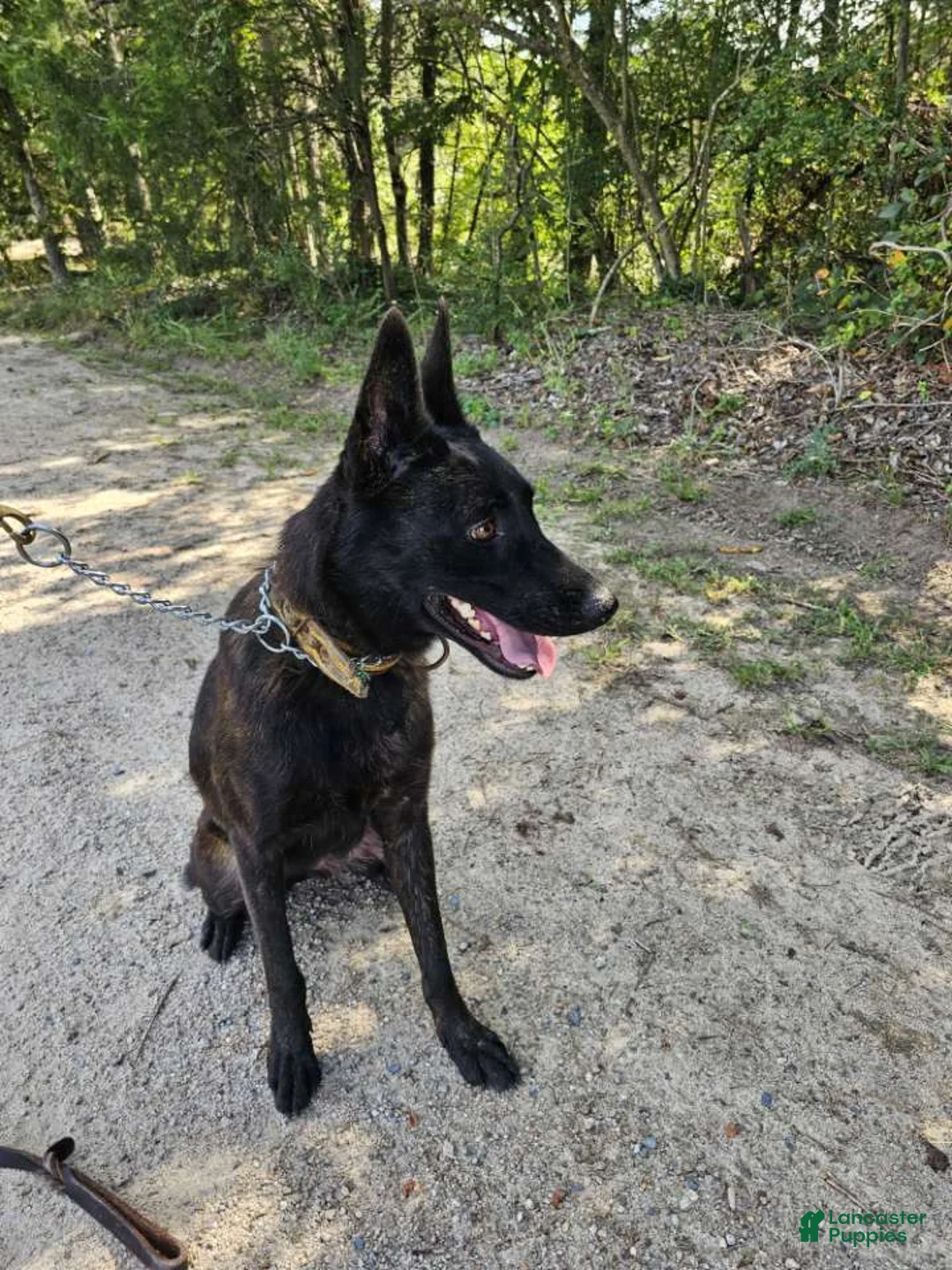 Dutch Shepherd dogs for sale: Mia - Ad 6