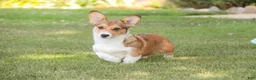 Welsh Corgi Pembroke dogs for sale: Olivia - Ad 3