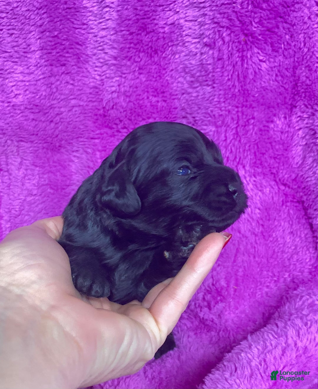 Cockapoo dogs for sale: Cockapoo Puppy 4 - Ad 1