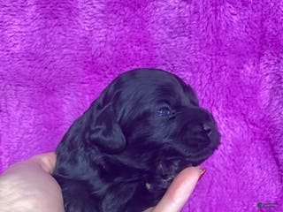 Cockapoo dogs Cockapoo Puppy 4 - Ad 41