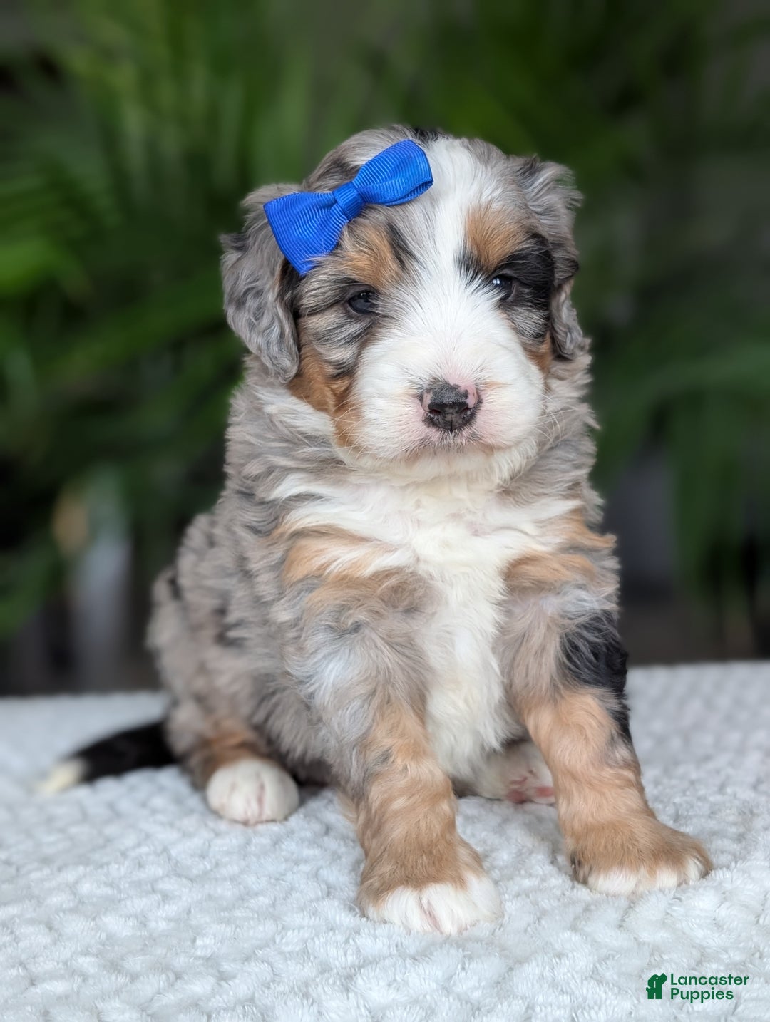 Mini Bernedoodle dogs for sale: Mini Louie  - Ad 10
