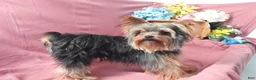 Yorkshire Terrier dogs for sale: Micheal - Ad 7