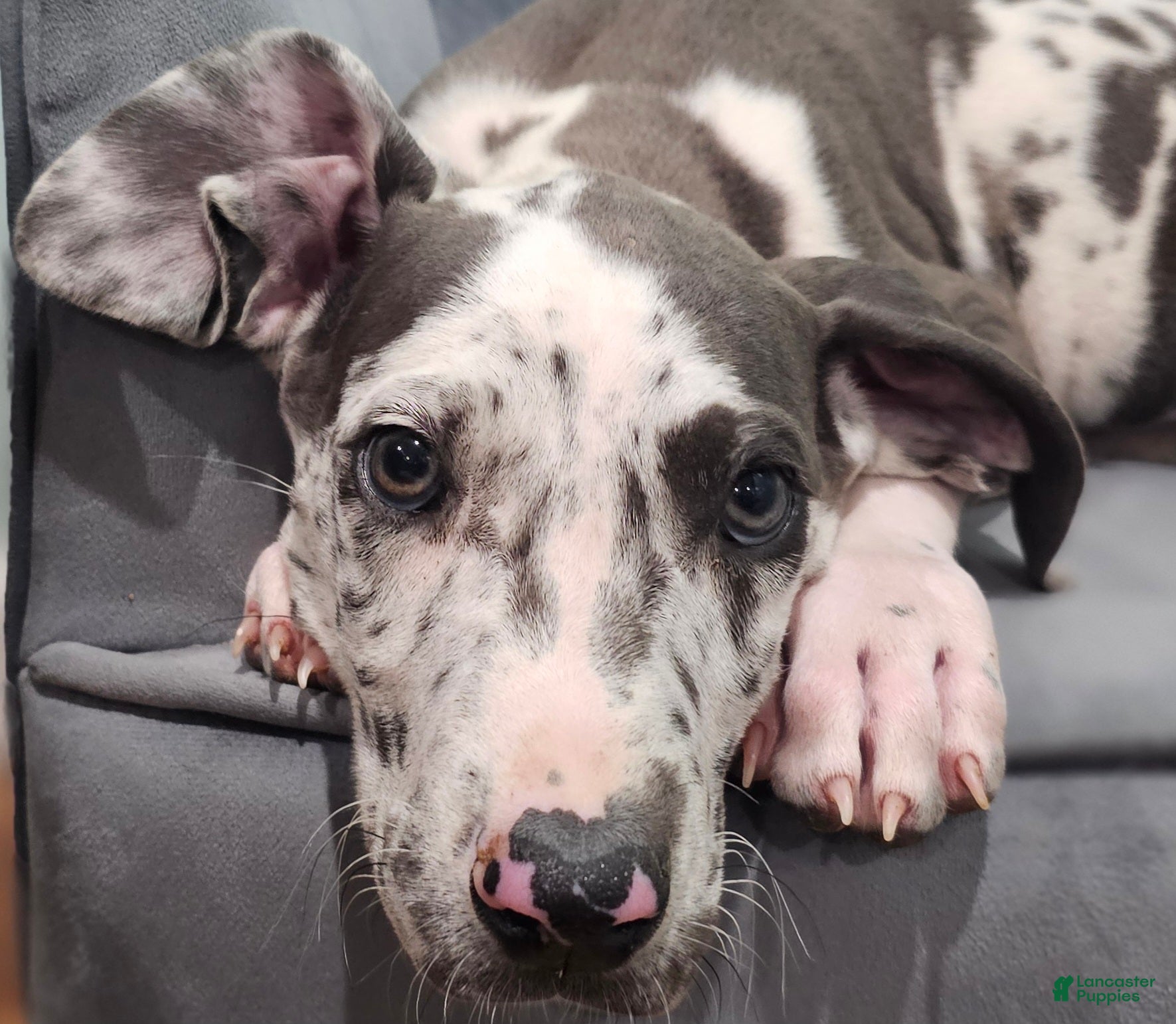 Great Dane dogs Blue Harlequin - Ad 1