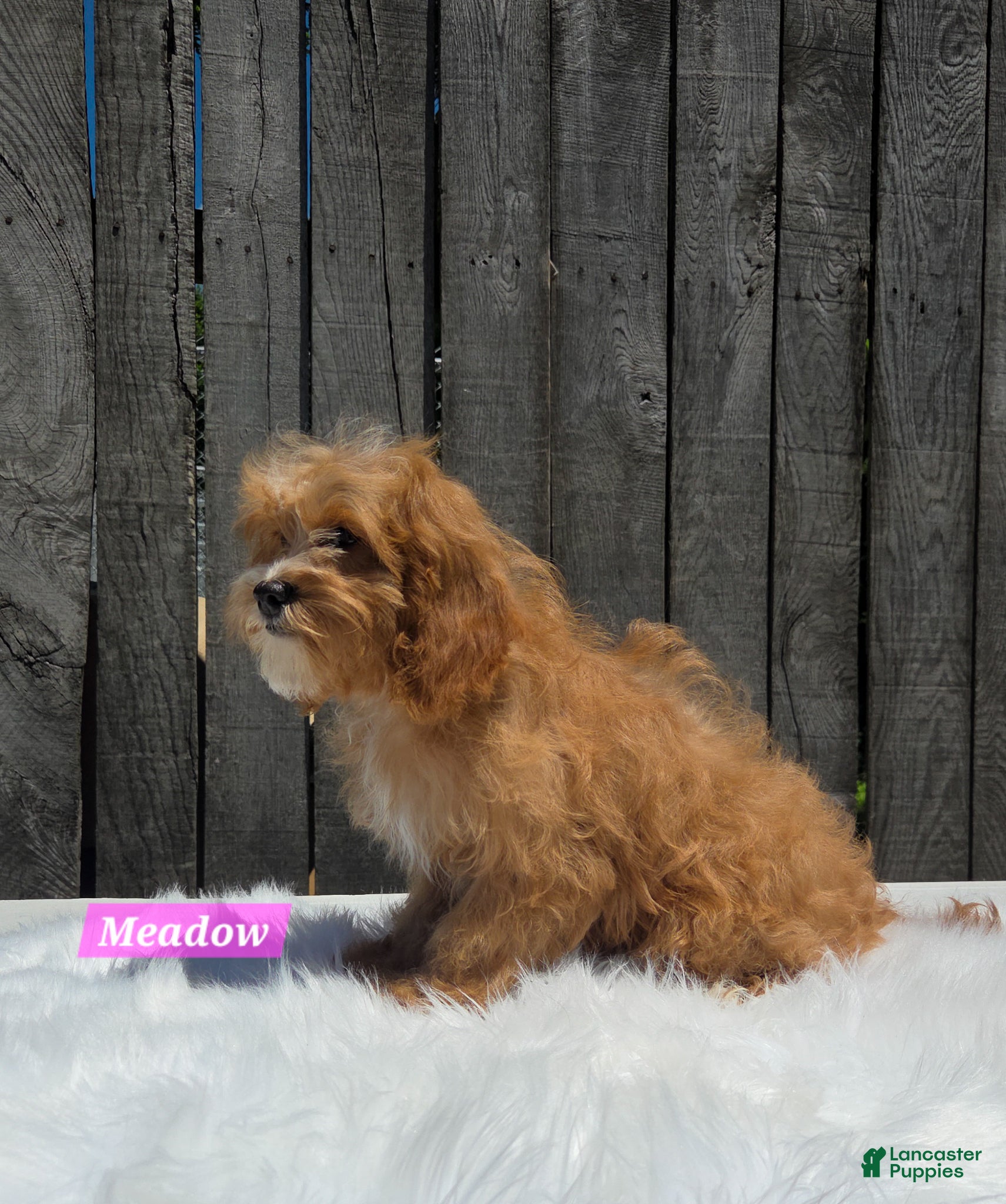 Cavapoo dogs for sale: Meadow - Ad 2