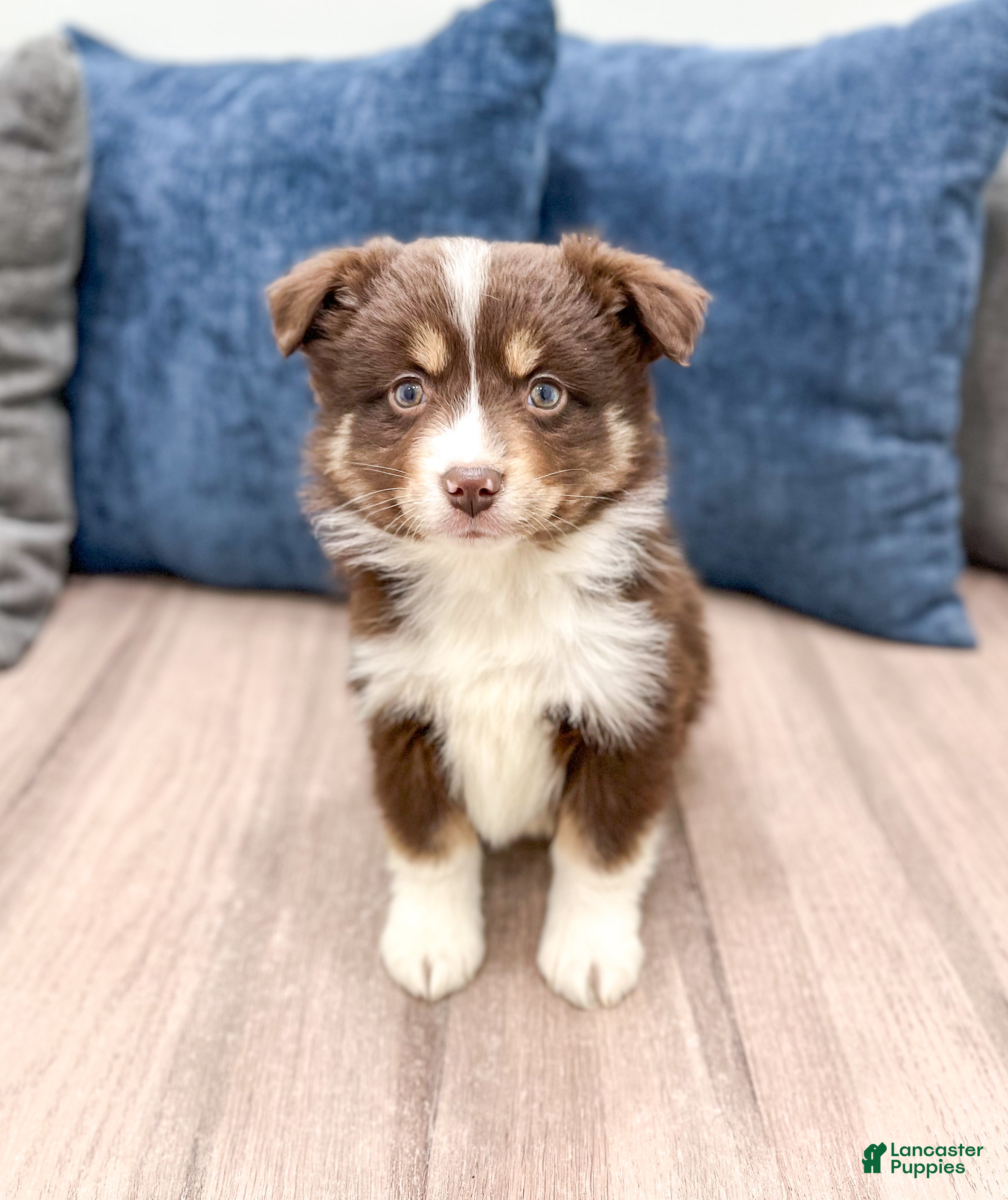 Miniature Australian Shepherd dogs Tommy - Ad 33