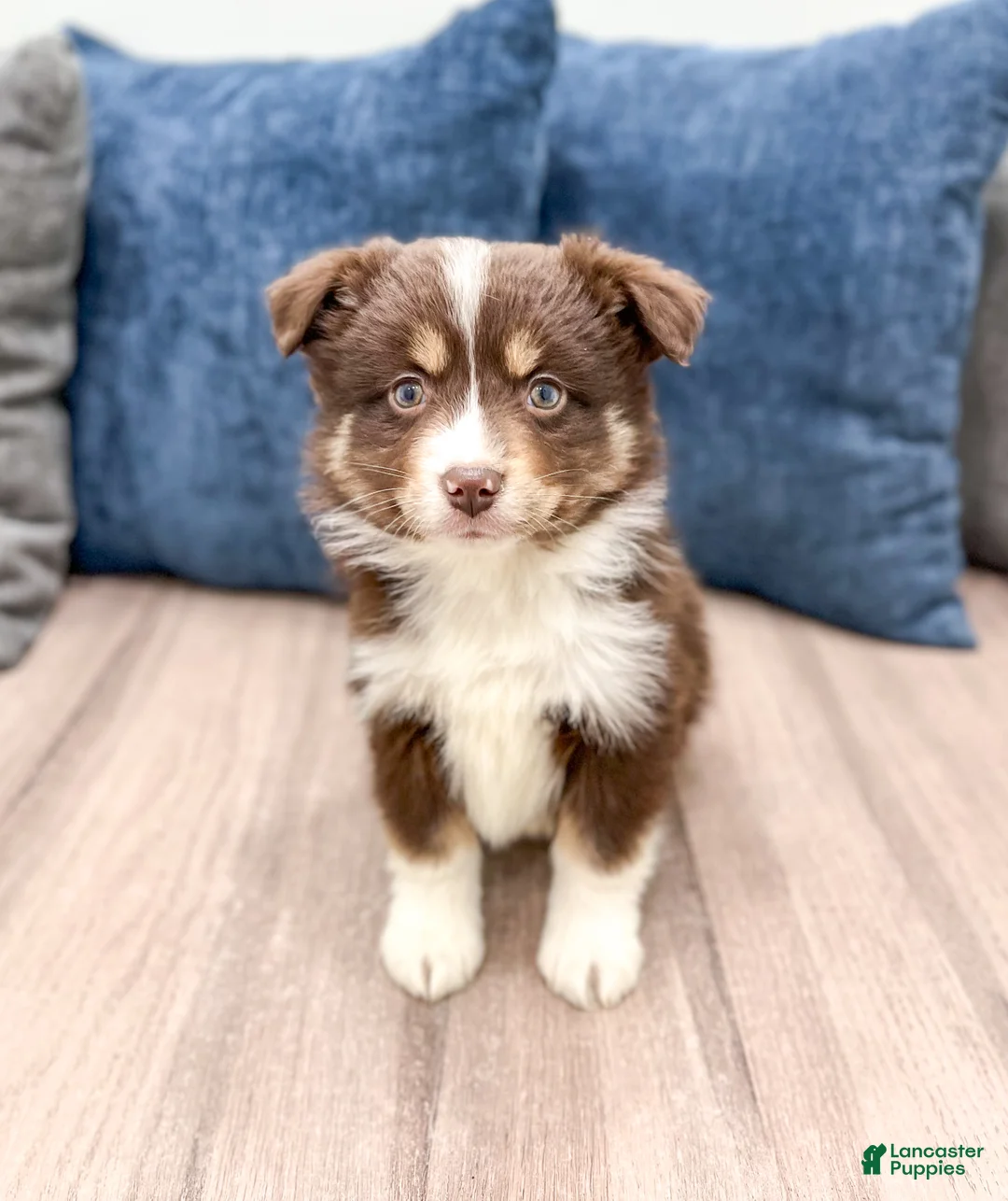 Miniature Australian Shepherd dogs for sale: Tommy - Ad 1
