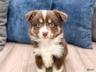 Miniature Australian Shepherd dogs Tommy - Ad 33