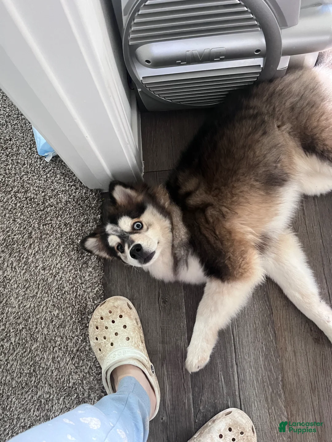 Mixed Breed dogs for sale: Mixed Breed Puppy 2 - Ad 1