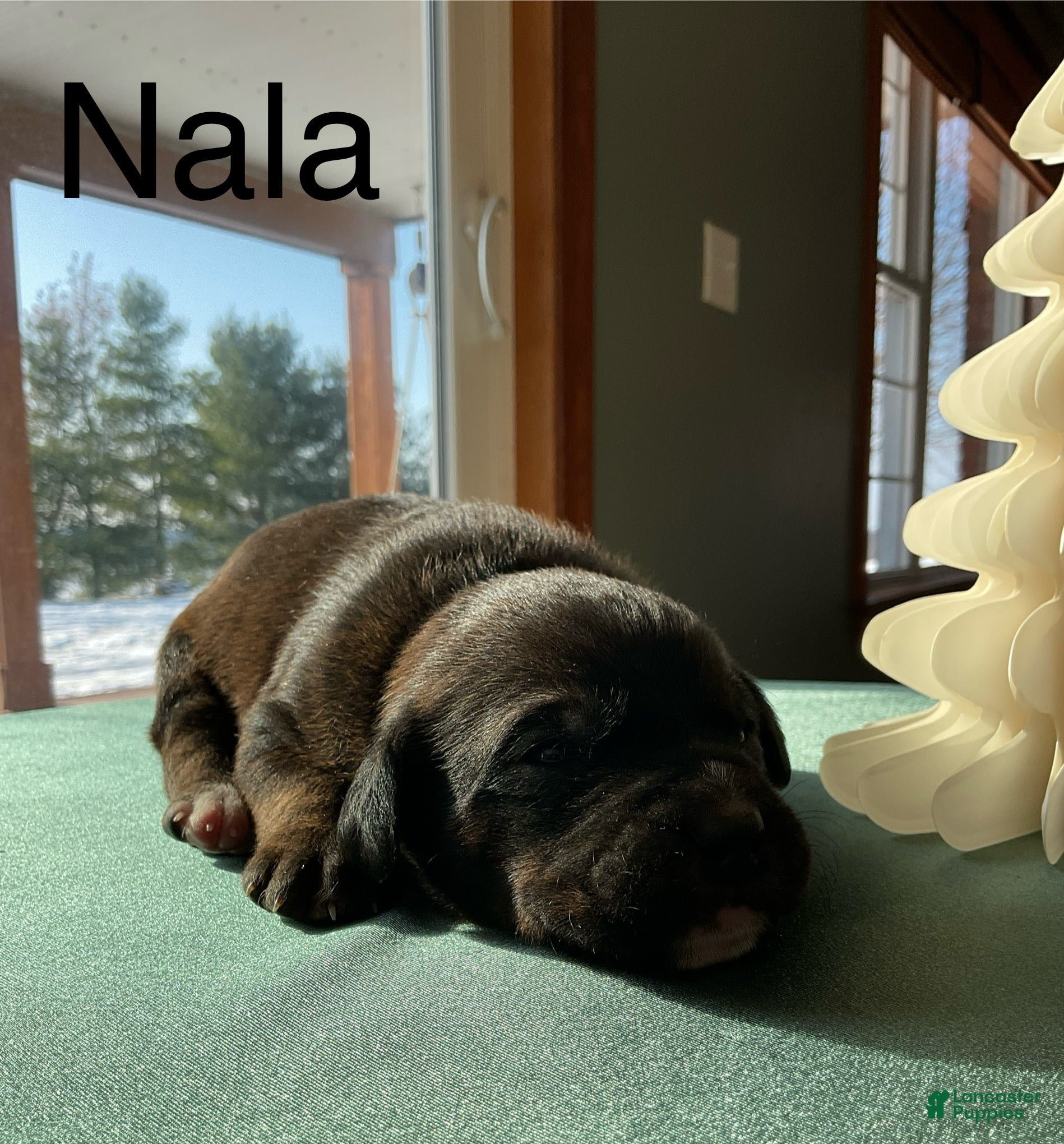 Mixed Breed dogs Nala - Ad 1