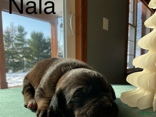 Mixed Breed dogs Nala - Ad 2