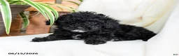 Toy Poodle dogs for sale: Brody - Ad 5
