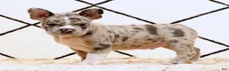 Frenchton dogs for sale: Rambo - Ad 5