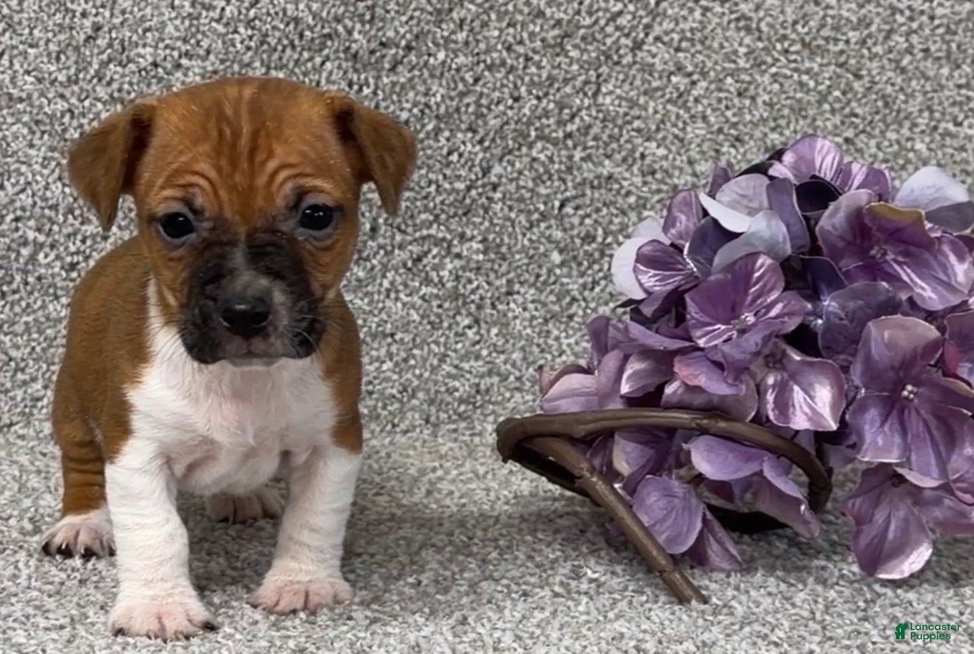 Jack Russell Terrier dogs Victoria - Ad 1