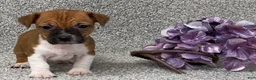 Jack Russell Terrier dogs for sale: Victoria - Ad 1