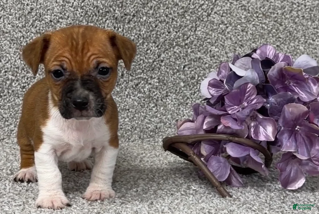 Jack Russell Terrier dogs for sale: Victoria - Ad 1