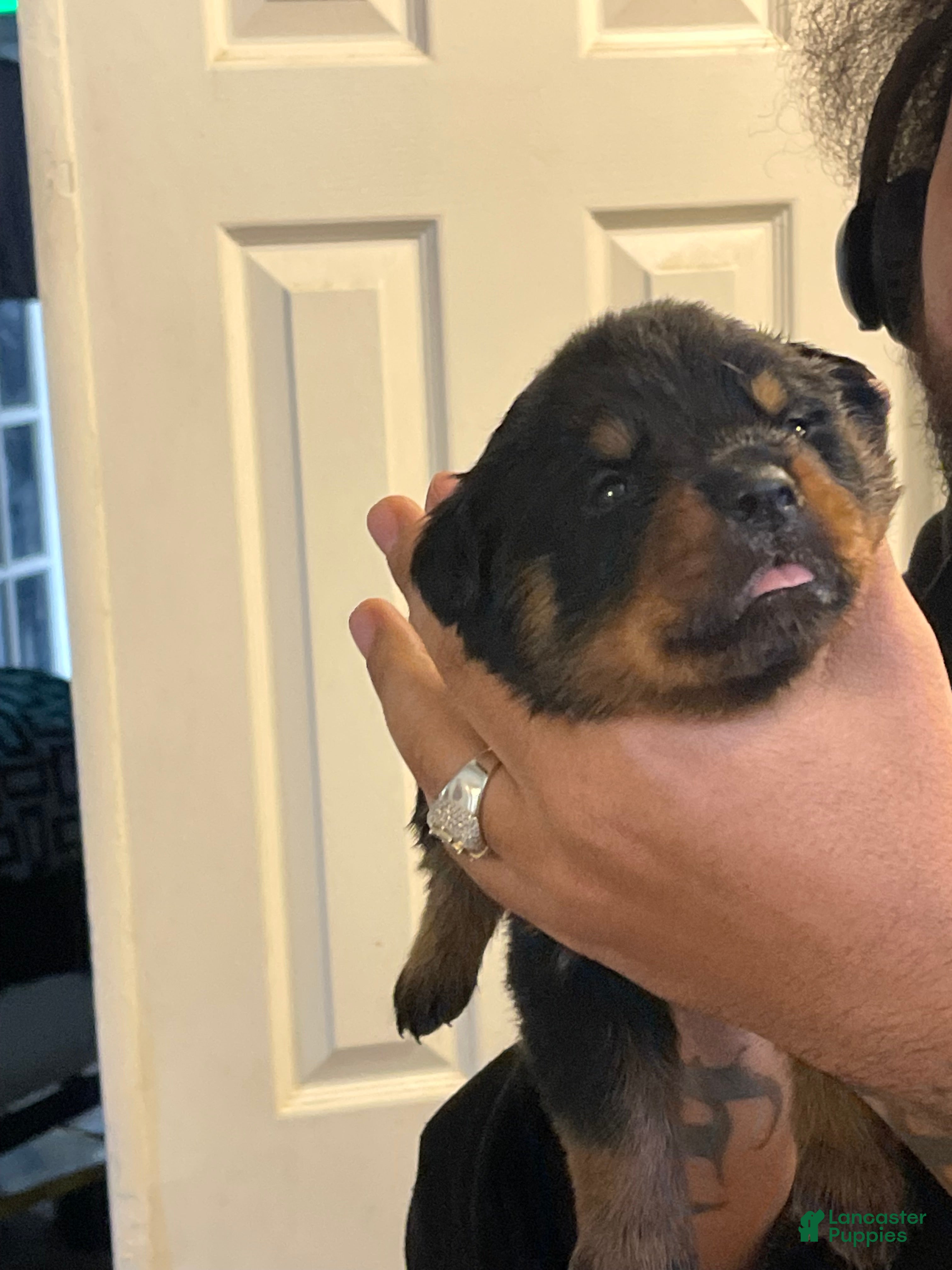 Rottweiler dogs Duke - Ad 8