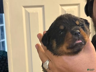 Rottweiler dogs Duke - Ad 8