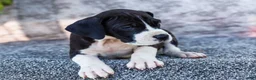 Great Dane dogs for sale: Faye - Ad 5
