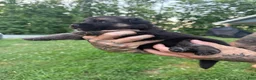 German Shepherd dogs for sale: Bear - Ad 7