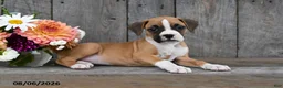 Boxer dogs for sale: Ellie - Ad 3
