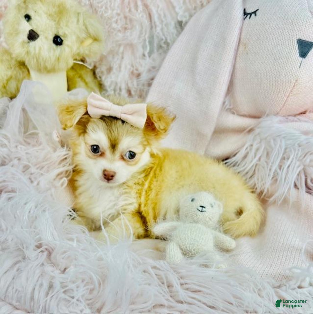 Chihuahua dogs for sale: Chihuahua Puppy 1 - Ad 3