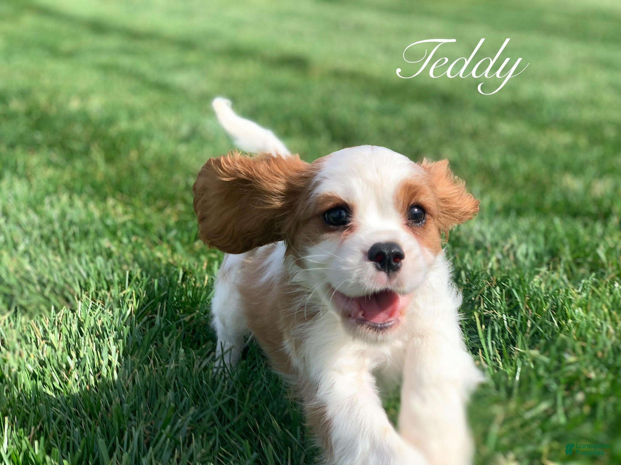 Cavalier King Charles Spaniel dogs Teddy - Ad 1