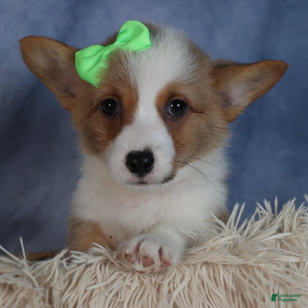 Welsh Corgi Pembroke dogs for sale: Dalton - Ad 4