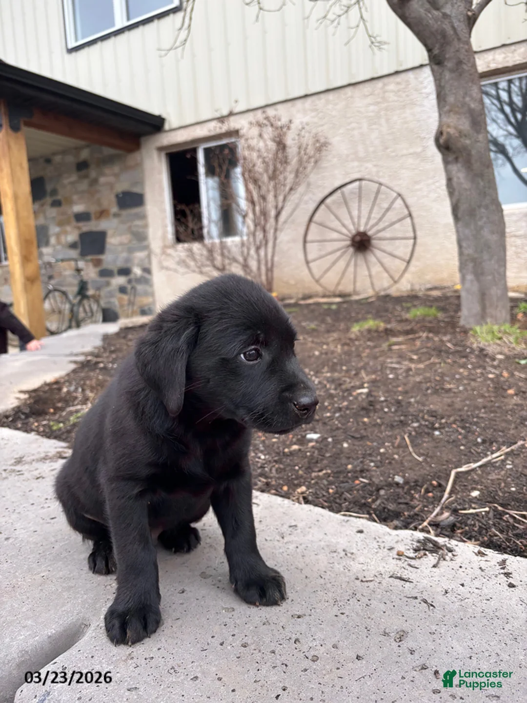 Labrador Retriever dogs for sale: George - Ad 7