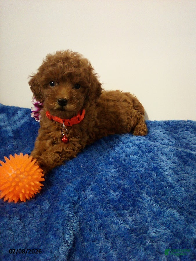 Toy Poodle dogs Arlo - Ad 1