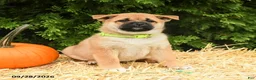 Mixed Breed dogs for sale: Randy - Ad 3