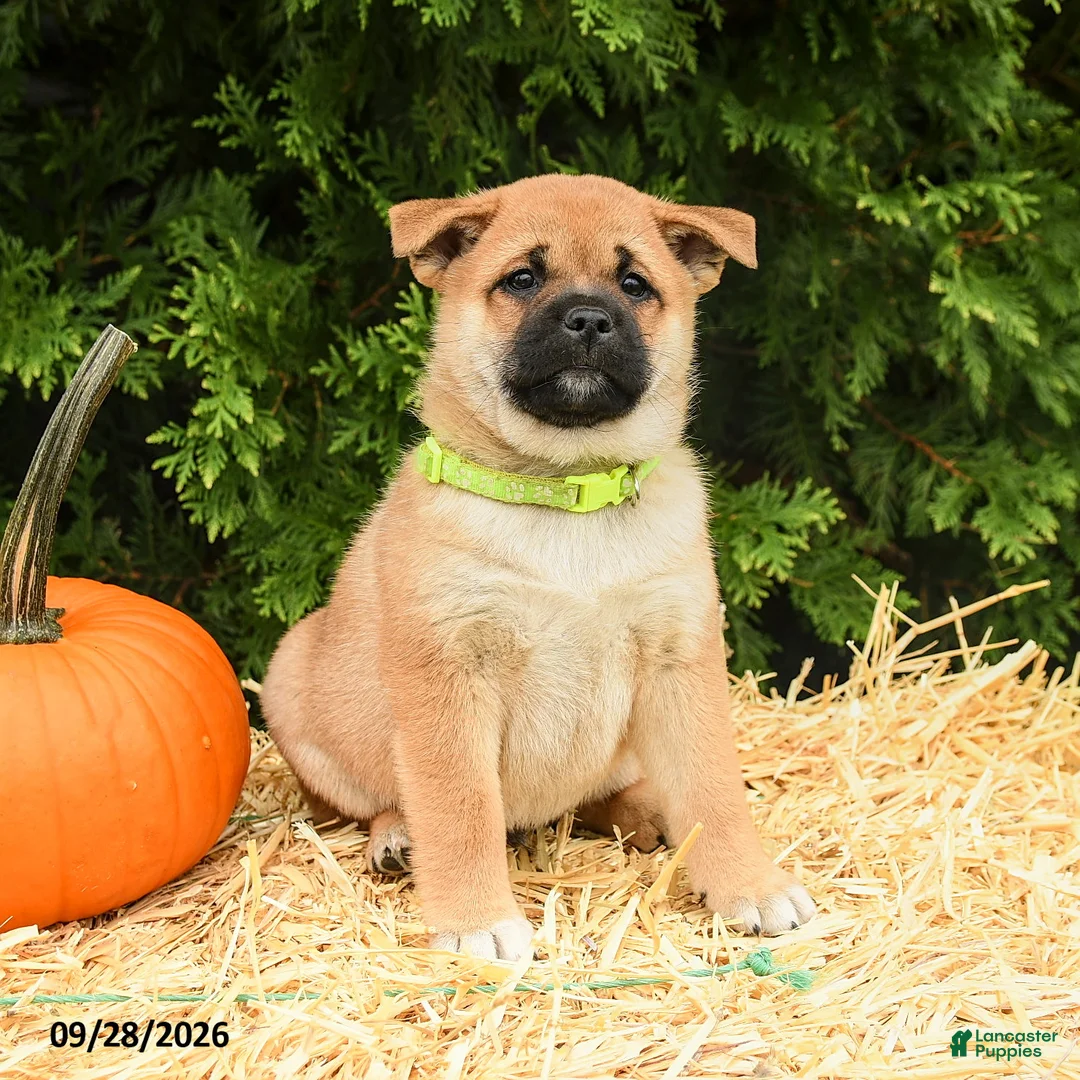 Mixed Breed dogs for sale: Randy - Ad 3
