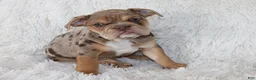 English Bulldog dogs for sale: Kyah - Ad 3