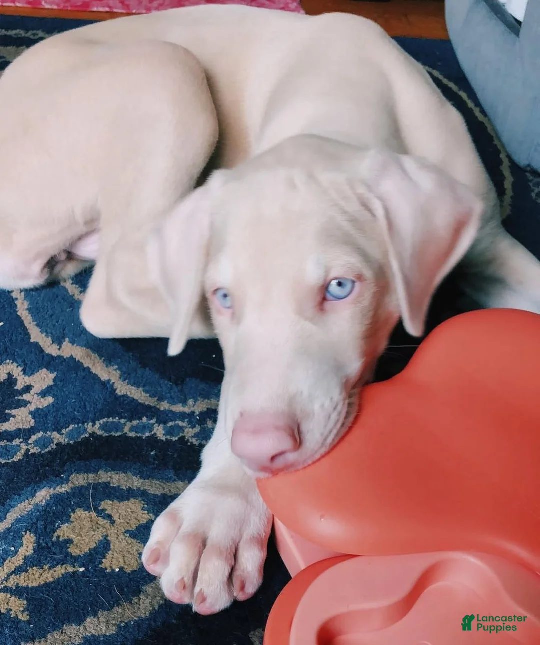 Doberman Pinscher dogs for sale: Doberman Pinscher (ziero) - Ad 2