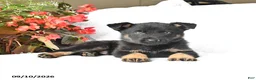 German Shepherd dogs for sale: Mack  - Ad 5