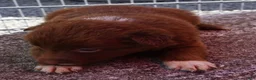 Border Collie dogs for sale: MEADOW - Ad 10