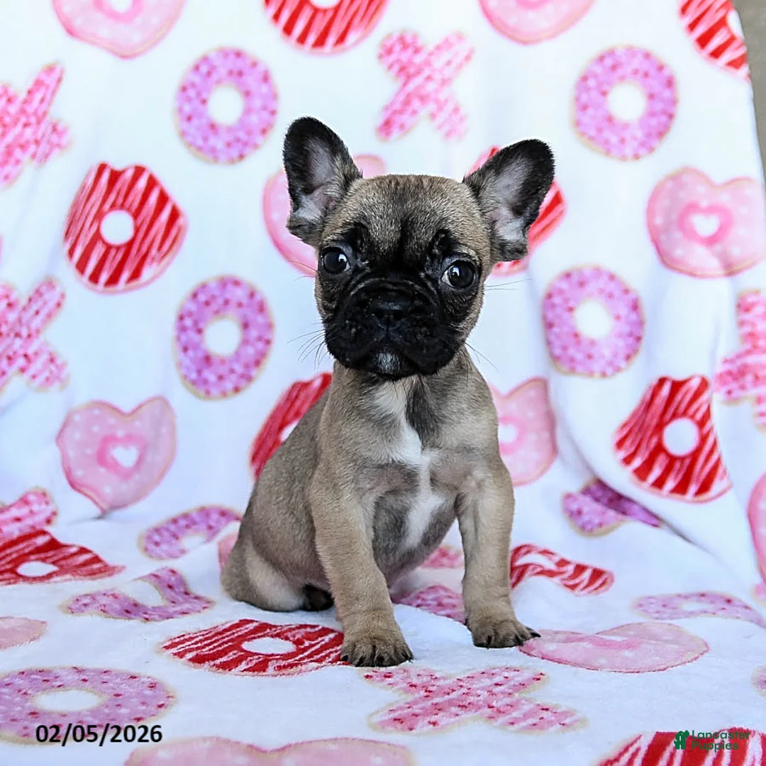 French Bulldog dogs for sale: Peaches - Ad 3