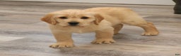 Mixed Breed dogs for sale: Avery  - Ad 4