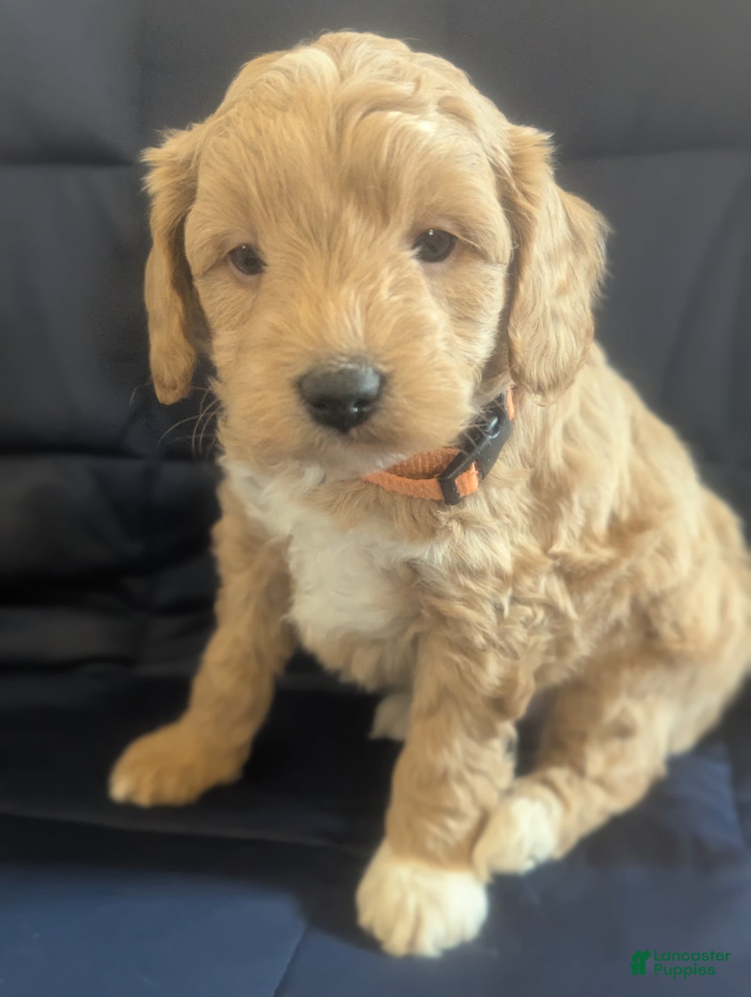 Mini Goldendoodle dogs for sale: Neil - Ad 3