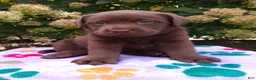Labrador Retriever dogs for sale: Nova  - Ad 7