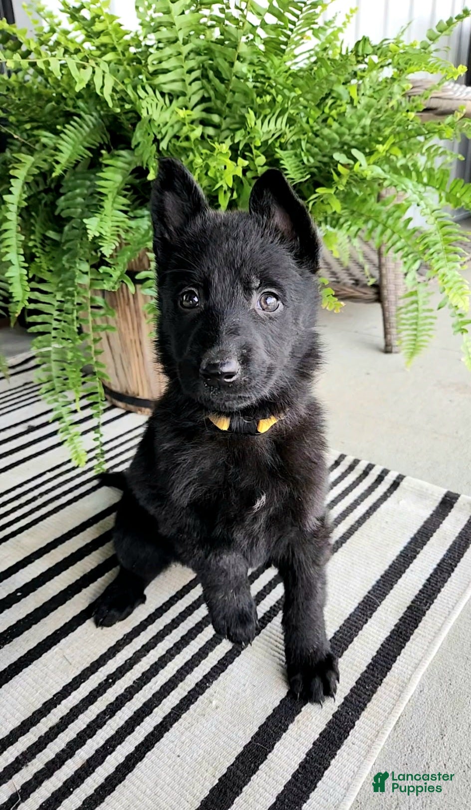 German Shepherd dogs for sale: Daisy - Ad 4