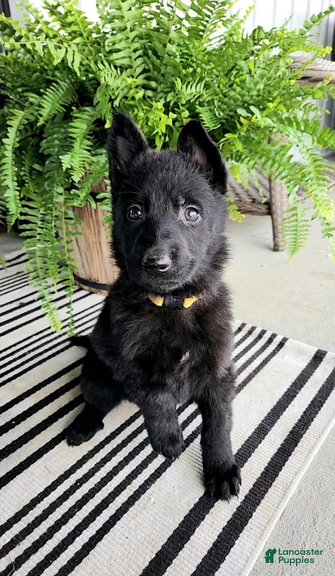 German Shepherd dogs for sale: Daisy - Ad 1