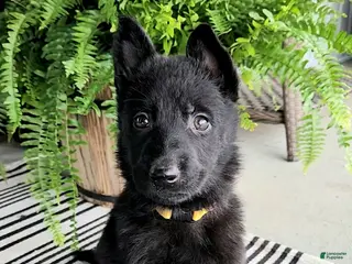 German Shepherd dogs for sale: Daisy - Ad 4