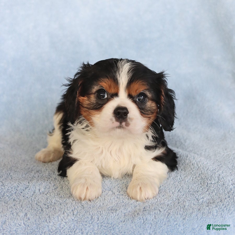 Cavalier King Charles Spaniel dogs Checkers - Ad 1
