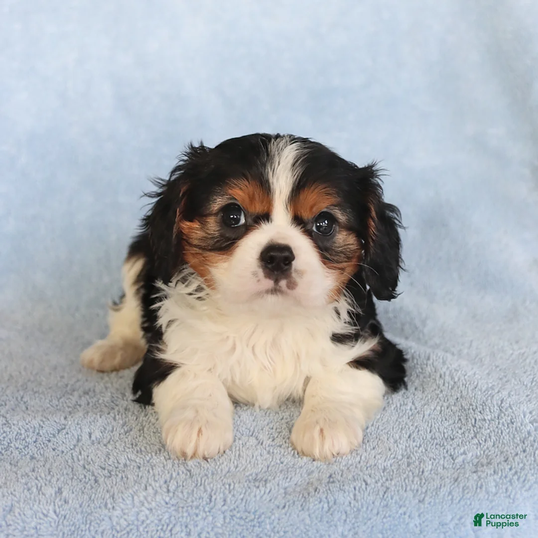 Cavalier King Charles Spaniel dogs for sale: Checkers - Ad 1