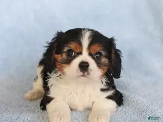 Cavalier King Charles Spaniel dogs for sale: Checkers - Ad 1