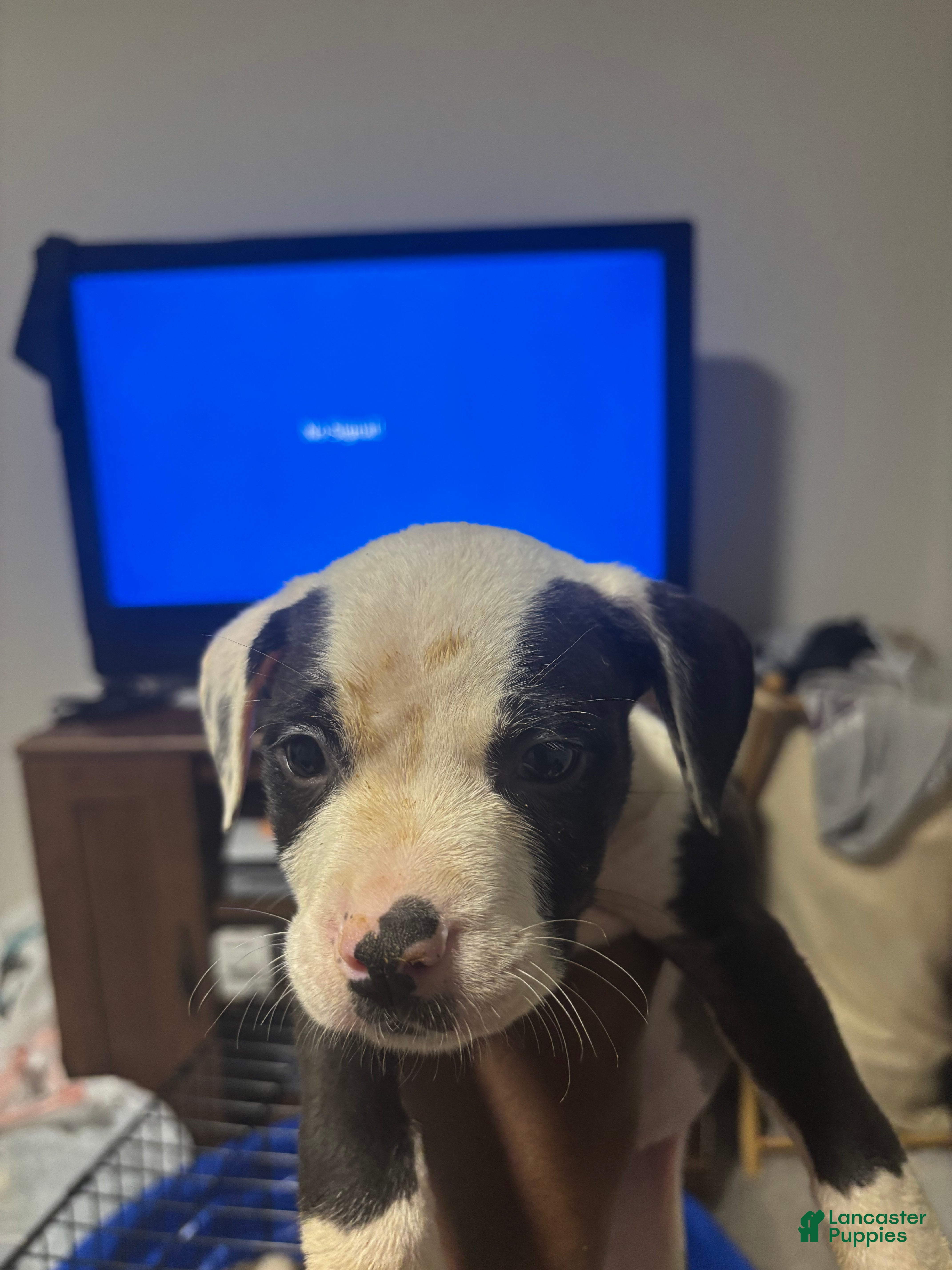 American Pit Bull Terrier dogs American Pit Bull Terrier Puppy 2 - Ad 17