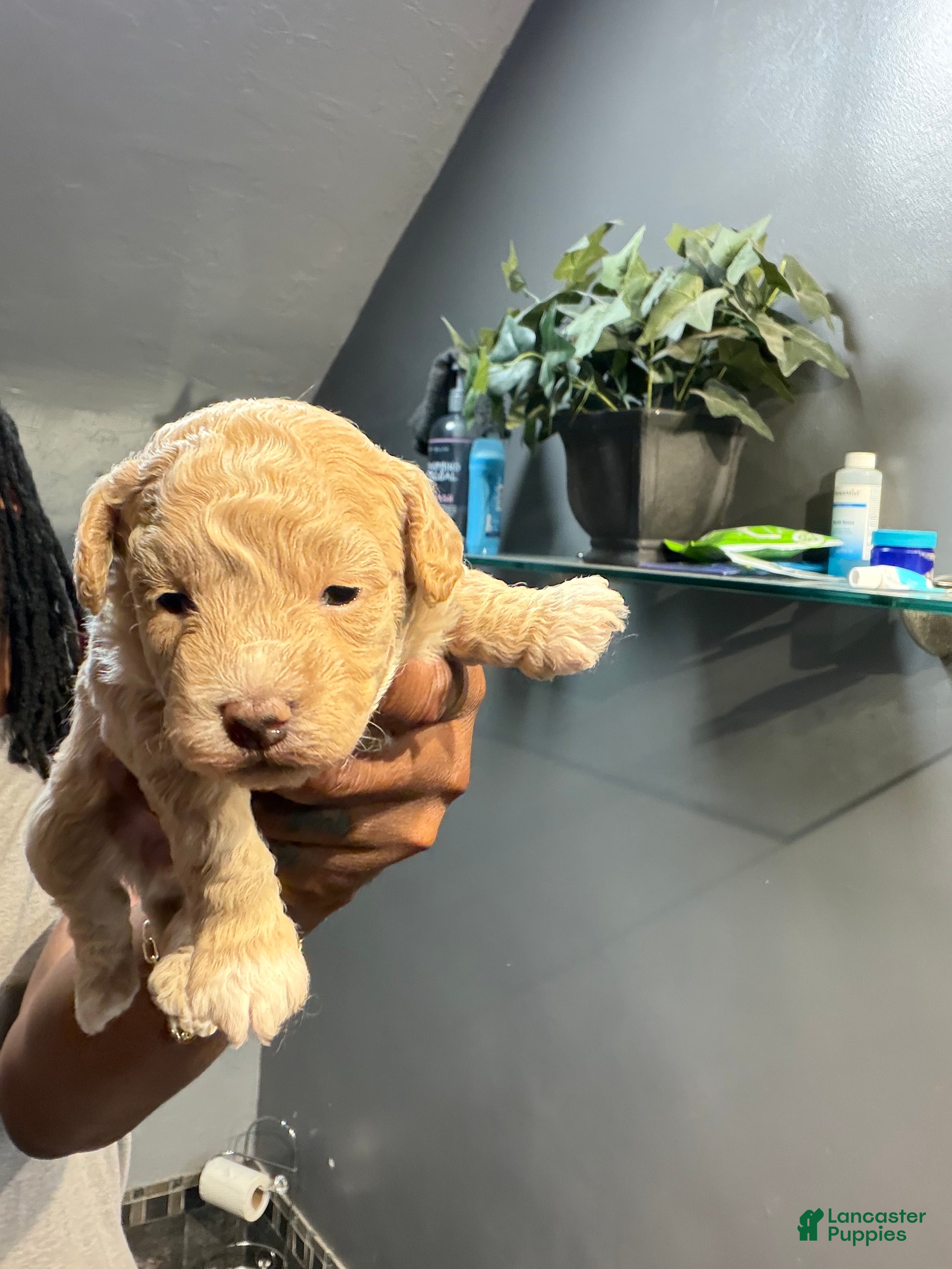 Bichpoo dogs Michelle - Ad 40