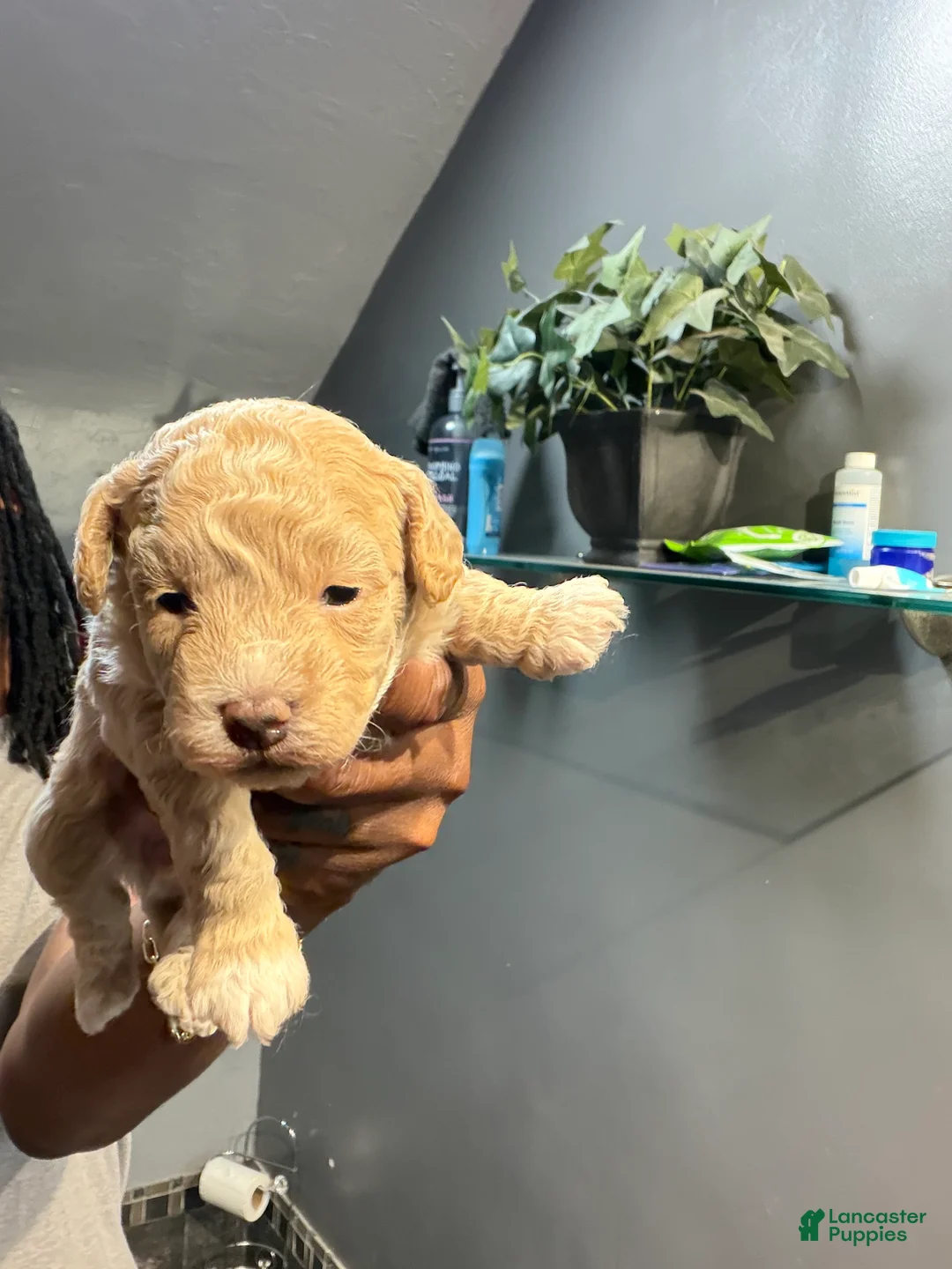 Bichpoo dogs for sale: Michelle - Ad 1